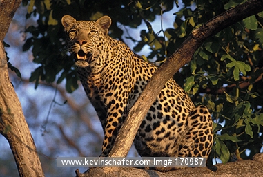 LEOPARD: (Panthera pardus)  Botswana, Okavango Delta, Young male leopard in tree.