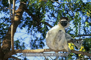 LEMUR, Verreaux Sifaka: (Propithecus verreauxi)  Madagascar, Berenty Reserve, Portraits of a Verreauxs Sifaka Lemur in the trees.