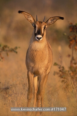 ANTELOPE: (Hippotragus equinus) Roan, Okavango Delta, Botswana.