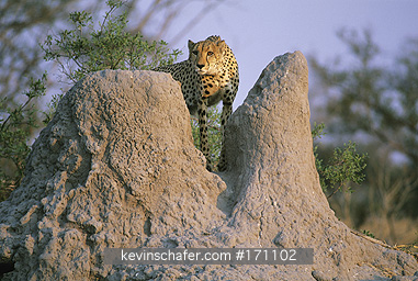 CHEETAH: (Acinonyx jubatus)  Botswana, Okavango Delta, Male cheetah on termIte mound.