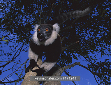 Lemur, Black and White Ruffed: (Varecia variegata variegata) Mantady National Park, Madagascar.