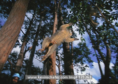 LEMUR, COMMON BROWN: (Eulemur fulvus fulvus)
Madagascar, Analamazaotra-Perinet Reserve, Leaping common brown lemur.