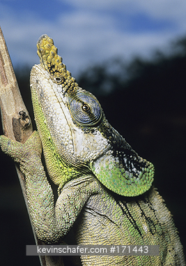 CHAMELEON: (Calumma malthe) Madagascar, Analamazaotra-Perinet Reserve, Male on branch.