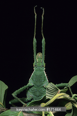 INSECT, LEAF MIMIC: Species unknown, Leaf-Mimic, Analamazaotra-Perinet, Madagascar.