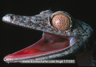 GECKO, LEAF-TAILED: (Uroplatus fimbriatus)  Madagascar, Nosy Mangabe Island, Leaf-tailed gecko in threat posture.