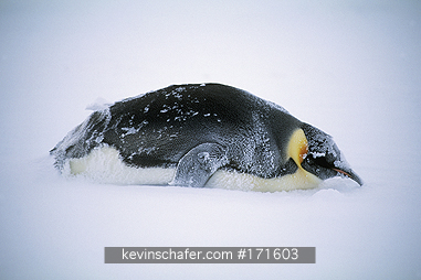 PENGUIN, EMPEROR: (Aptenodytes forsteri)  Antarctica, Lone emperor penguin lying low in a blizzard.