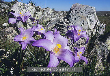 FLOWER, BRAZIL: Flowers, (Velozia sp.), Serra do Cippo National Park, Minais Gerais, Brazil.