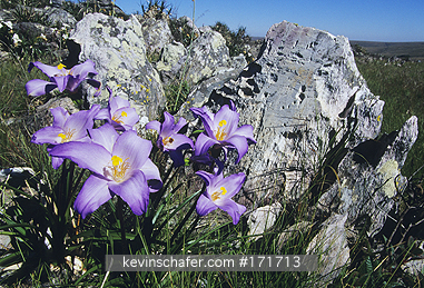 FLOWER, BRAZIL: Flowers, (Velozia sp.), Serra do Cippo National Park, Minais Gerais, Brazil.
