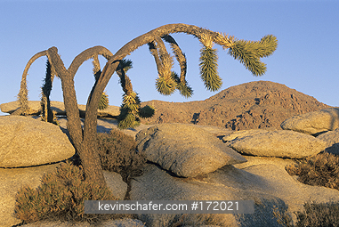 CALIFORNIA: USA, California, Mojave National Preserve, Kessler Pass, Joshua tree and Kessler Peak (6163 feet).