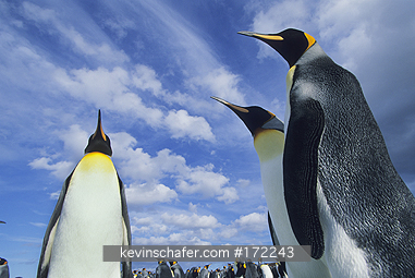 KING PENGUINS: King Penguin, (Aptenodytes patagonicus), Volunteer Point, Falkland Islands.