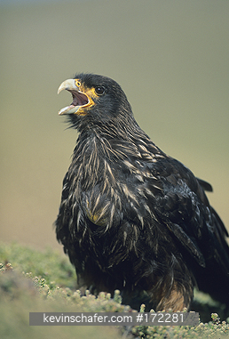 CARACARA, STRIATED: (Phalcoboenus australis) a.k.a. Johnny Rook,  making territorial call. Predator of penguins and sheep, Carcass Island, Falkland Islands  ENDANGERED