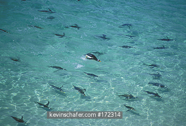 PENGUINS, GENTOO: (Pygoscelis papua)  Falkland Islands, New Island, Group of gentoo penguins swimming in clear water.  
