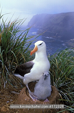 ALBATROSS, Black-browed: (Diomedea melanophris)  Falkland Islands, New Island, Adult and baby albatross.