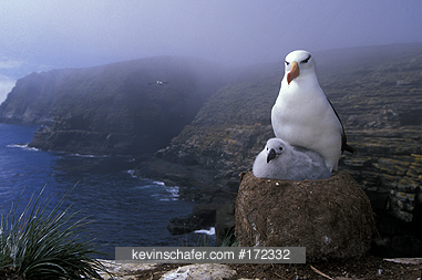 ALBATROSS, Black-browed: (Diomedea melanophris)  Falkland Islands, New Island, Adult black-browed albatross with chick.