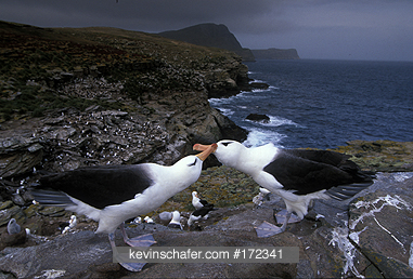 ALBATROSS, Black-browed: (Thalassarche melanophris)  Falkland Islands, New Island, Two black-browed albatrosses on cliffs.