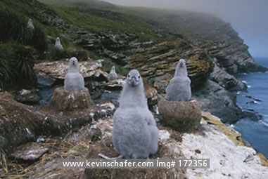 ALBATROSS, BLACK-BROWED: (Diomedea melanophris) Falkland Islands, West Point Island,Chicks on nest.