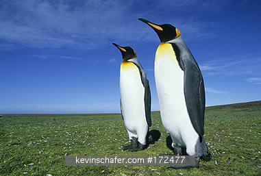 PENGUIN, KING: (Aptenodytes patagonicus)  Falkland Islands, Volunteer Point, Two king penguins looking off into the distance.