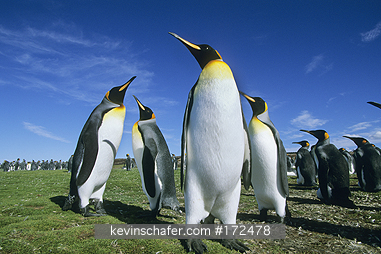 KING PENGUINS: King Penguin, (Aptenodytes patagonicus), Volunteer Point, Falkland Islands.