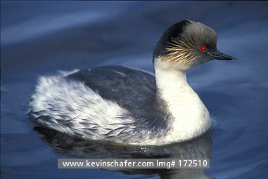 GREBE, SILVERY: (Podiceps occipitalis)  Falkland Islands, Sea Lion Island, Silvery grebe on pond.