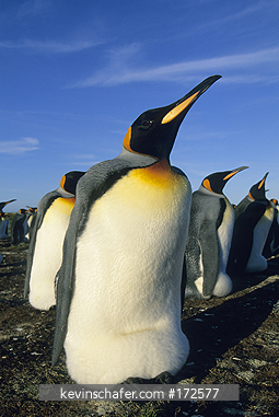 PENGUIN, KING: (Aptenodytes patagonicus)  Falkland Islands, Volunteer Point, King penguins incubating eggs.