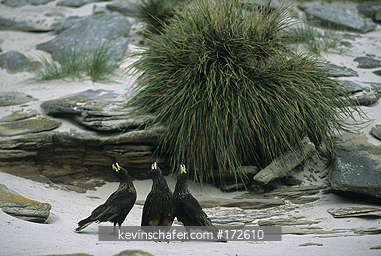 CARACARA, STRIATED: (Phalcoboenus australis) or Johnny Rooks,  Falkland Islands, New Island, Calling group.
