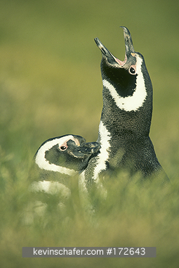 PENGUINS, MAGELLANIC: Magellanic Penguin (Spheniscus magellanicus)  Falkland Islands, New Island, Parent and young.