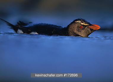 PENGUINS, ROCKHOPPER: (Eudyptes chrysocome) Bathing, Saunders Island, Falkland Islands.