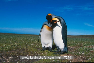 PENGUINS, KING: (Aptenodytes patagonicus)  Falkland Islands, Volunteer Point, Two king penguins engaging in courtship.