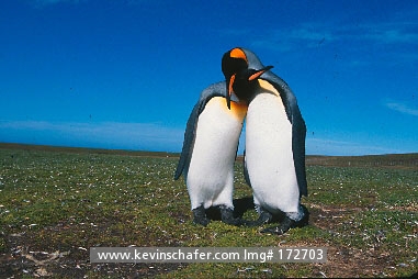 PENGUINS, KING: (Aptenodytes patagonicus) 
Falkland Islands, Volunteer Point, Two king penguins engaging in courtship.
