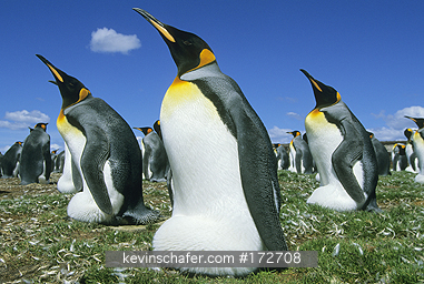 KING PENGUIN: King Penguins (Aptenodytes patagonicus) Incubating, Volunteer Point, Falkland Islands.