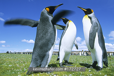 PENGUINS, KING: (Aptenodytes patagonicus)
Falkland Islands, Volunteer Point, Group of king penguins fighting.