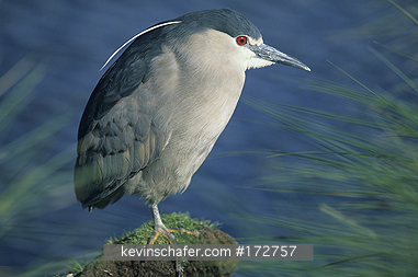 HERON, BLACK-CROWNED NIGHT: (Nycticorax cyanocephalus)  Falkland Islands, Sea Lion Island, Black-crowned night heron fishing.