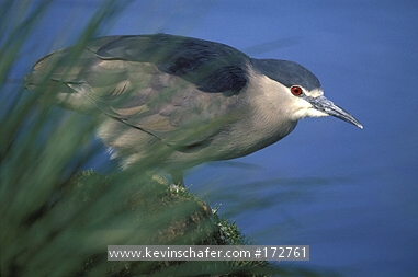 HERON, Black-crowned night: (Nycticorax cyanocephalus)  Falkland Islands, Sea Lion Island, Portrait of black-crowned night heron.