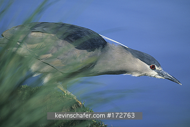 HERON, Black-crowned night fishing: (Nycticorax cyanocephalus)  Falkland Islands, Black crowned night heron fishing for food.