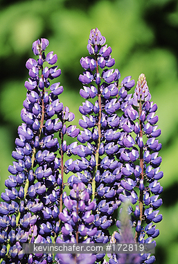 FLOWER, LUPINE: Falkland Islands, Carcass Island, Lupine flowers in settlement.