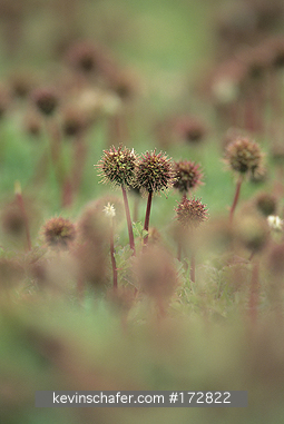 FALKLAND ISLANDS: Falkland Islands, Carcass Island, Prickly burr (Acaena magellanica).