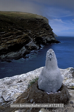 ALBATROSS, Black-browed: (Diomedea melanophris)  Falkland Islands, West Point Island, Albatross chick on nest.