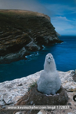 ALBATROSS, BLACK-BROWED: (Diomedea melanophris) Falkland Islands, West Point Island, Chick on nest.
