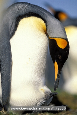 PENGUIN, KING: (Aptenodytes patagonicus)  Falkland Islands, Volunteer Point, King penguin feeds chick.