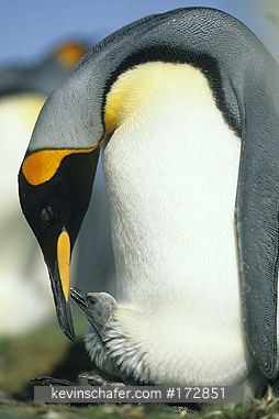 PENGUIN, KING: (Aptenodytes patagonicus)  Falkland Islands, Volunteer Point, King penguin feeds chick.