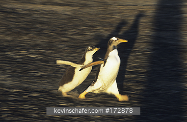 PENGUIN, GENTOO: (Pygoscelis papua) 
Falkland Islands, Sea Lion Island, Chick engaging in food chase.