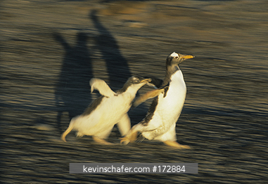 PENGUIN, GENTOO: (Pygoscelis papua)  food chase, Sea Lion Island, FALKLAND ISLANDS