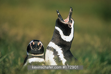 PENGUIN. MAGELLANIC: (Spheniscus magellanicus) Falkland Islands, Sea Lion Island, Magellanic penguin calling.