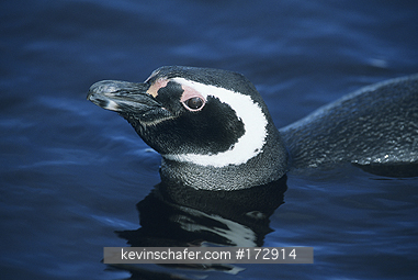 PENGUIN, MAGELLANIC: (Spheniscus magellanicus)  Falkland Islands, Sea Lion Island, Magellanic penguin swimming.