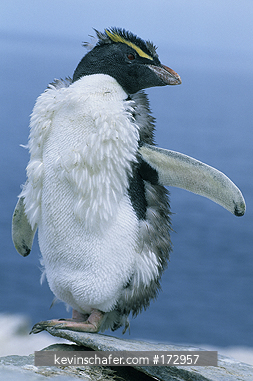PENGUIN, ROCKHOPPER: (Eudyptes chrysocome) moulting, New Island, Falkland Islands.