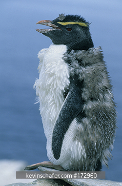PENGUIN, ROCKHOPPER: (Eudyptes chrysocome) moulting, New Island, Falkland Islands.