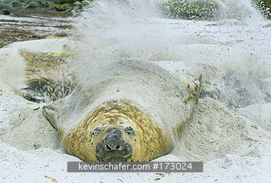SEAL, SOUTHERN ELEPHANT: (Mirounga leonina)  Falkland Islands, Sea Lion Island, Tossing sand.