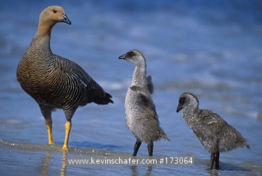 GOOSE, UPLAND: (Chloephaga picta leucoptera)  Falkland Islands, Female upland goose with young.
