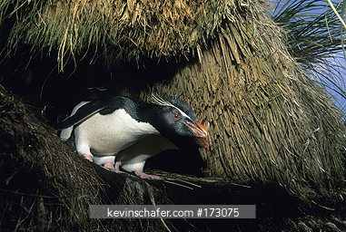 PENGUIN, ROCKHOPPER: (Eudyptes chrysocome)  Falkland Islands, West Point Island, Rockhopper penguins in tussac.