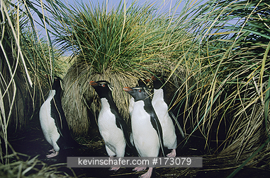 PENGUIN, ROCKHOPPER: Rockhopper Penguins, (Eudyptes chrysocome), in Tussac, West Point Island, Falkland Islands.
